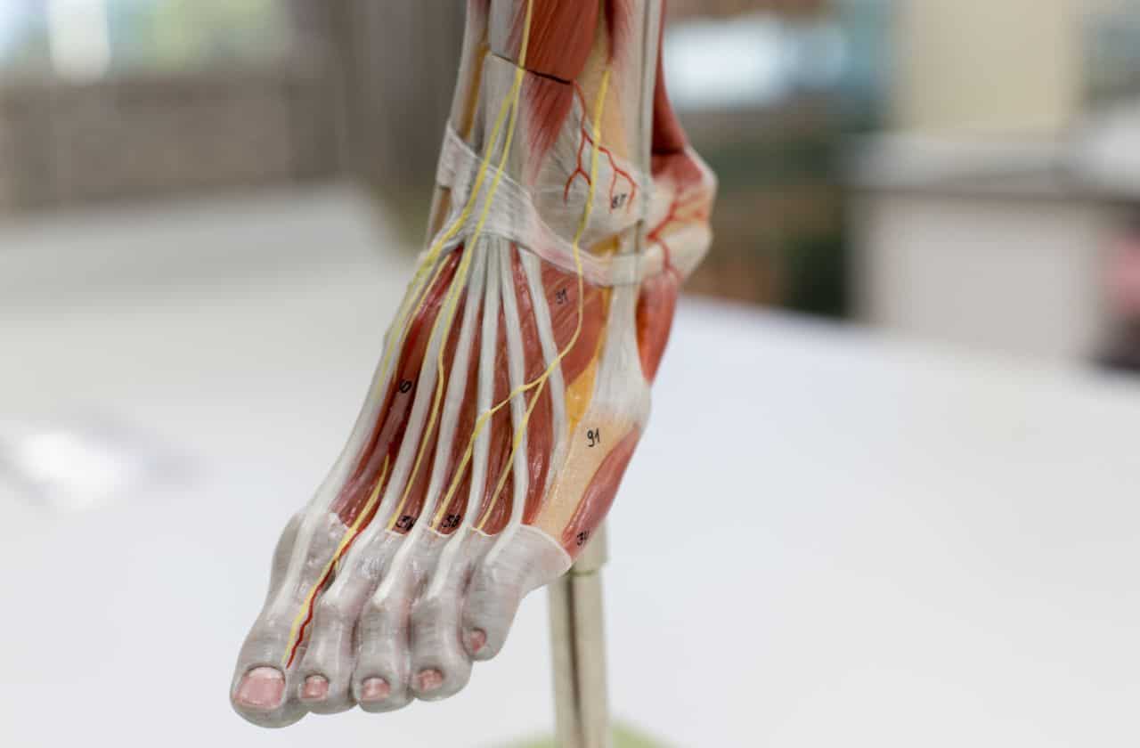 Dorsal Compression Syndrome, foot model anatomy