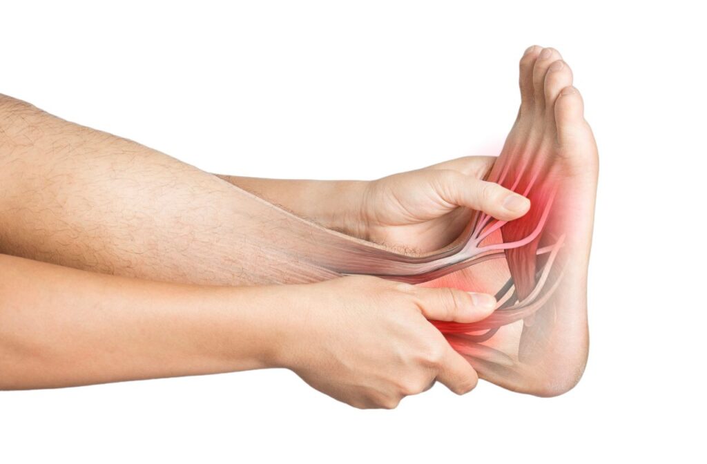 the purpose of the peroneal tendons is to provide stability and support to your ankle